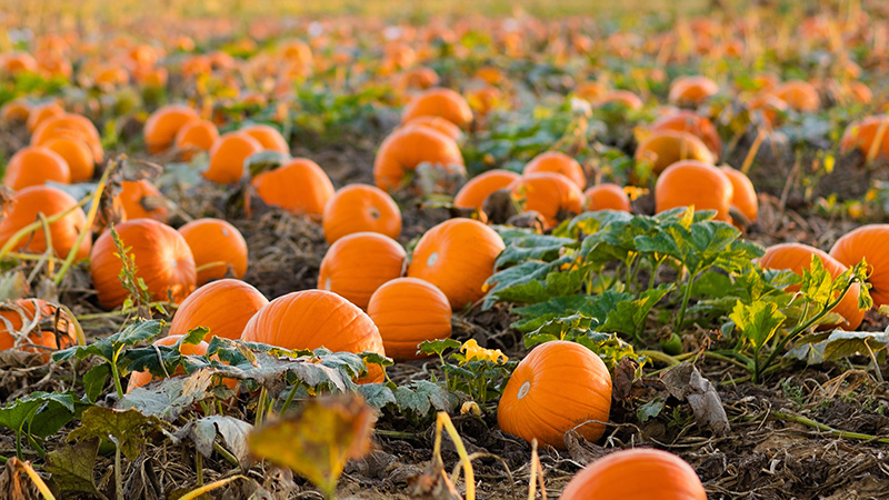 Pumpkin Patch