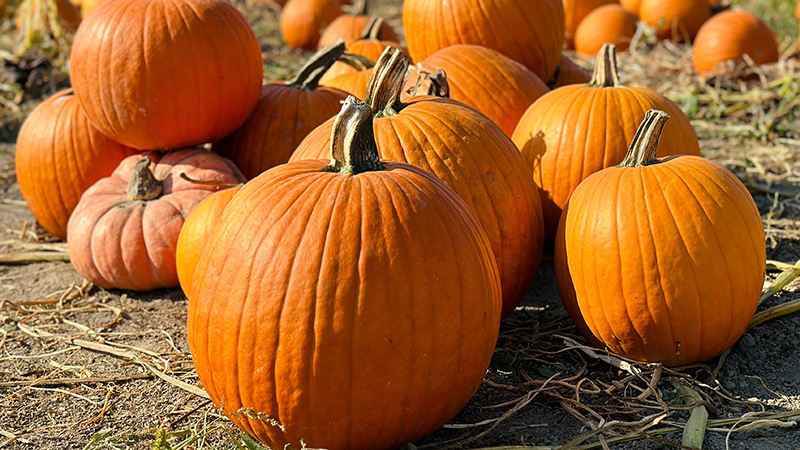 Pumpkin Festival